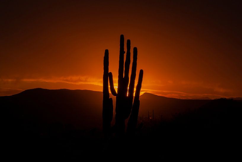 Sonnenuntergang in der Sonora-Wüste in Arizona, USA, mit einem riesigen Saguaro-Kaktus. von Gert Hilbink
