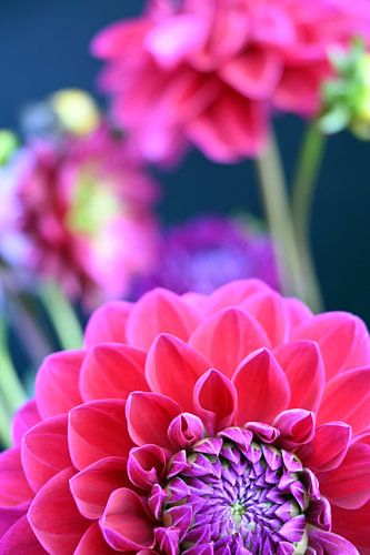 Dahlia in close up
