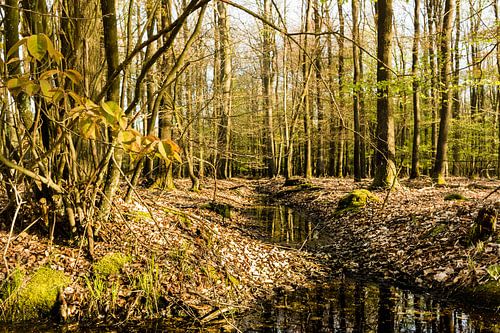 Beek door het bos