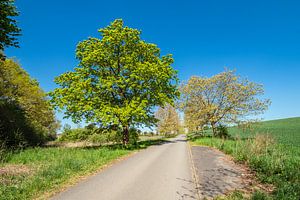Landschaft mit Straße und Bäumen bei Kuchelmiß