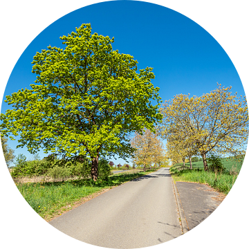 Landschap met weg en bomen in de buurt van Kuchelmiß van Rico Ködder