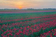 Tulpen in Drenthe von Rene Mensen Miniaturansicht