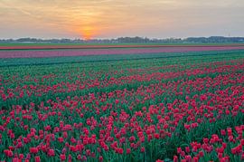 Tulpen in Drenthe von Rene Mensen