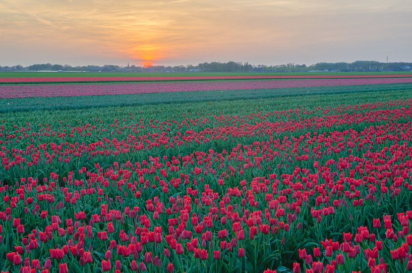 Tulpen in Drenthe von Rene Mensen