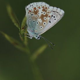 Zilvergroene blauwtje - Polyommatus coridon I van Iris Volkmar