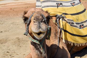 Schattige kameel van Sama Apkar