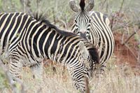 Zebra's