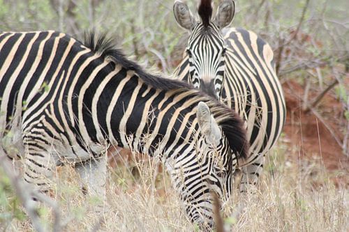 Zebra's
