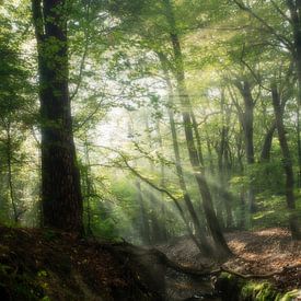 Forêt de conte de fées sur Jelmer Reyntjes