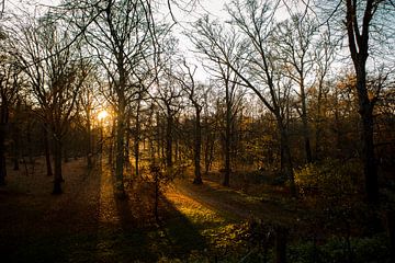 Heilo-Wald, Heilo von Lindy Schenk-Smit