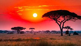 Afrika met zonsondergang