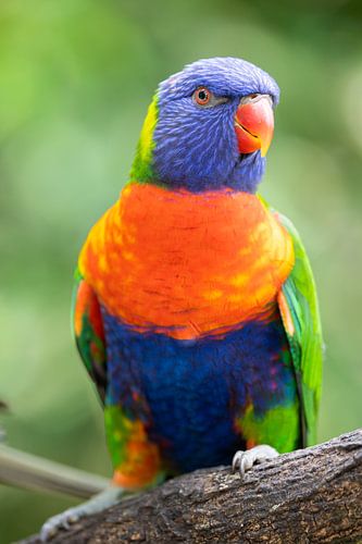 Rainbow Lory