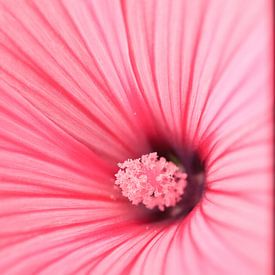 Hibiscus up close | Pink flower by Luis Boullosa