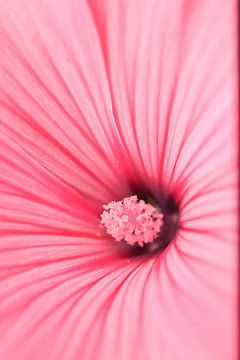 Hibiskus aus der Nähe | Rosa Blüte von Luis Boullosa