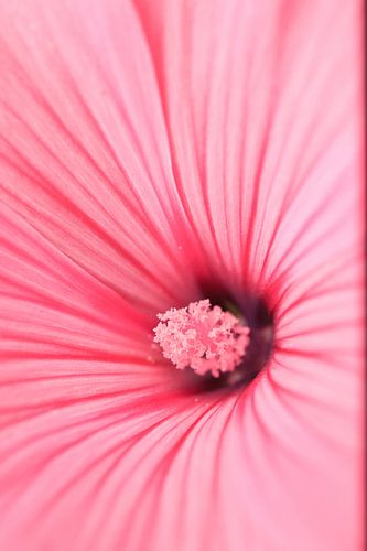 Hibiscus up close | Pink flower by Luis Boullosa