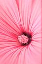 Hibiscus up close | Pink flower by Luis Boullosa thumbnail