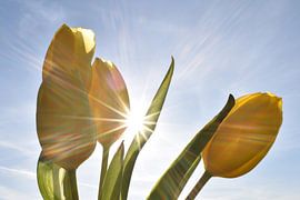 Yellow tulips in the sun by Daphne van der straaten