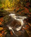 Autumn at the river Getzbach in the High Fens in the Ardennes. by Jos Pannekoek thumbnail