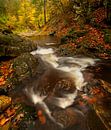 Volop herfst aan de rivier de Getzbach in de Hoge Venen in de Ardennen. van Jos Pannekoek thumbnail