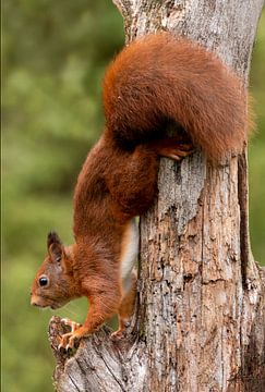 Eichhörnchen von Henk Zielstra