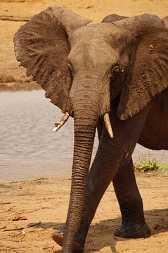 Passerende olifant van Erna Haarsma-Hoogterp