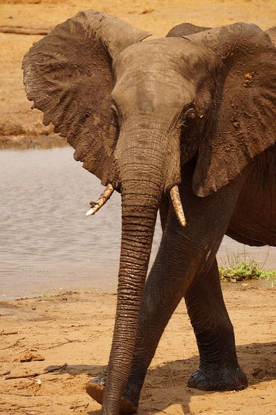 Passerende olifant von Erna Haarsma-Hoogterp