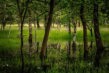 Mysterieus bos in Nationaal Park Loonse en Drunense Duinen van Nicolette Suijkerbuijk Fotografie