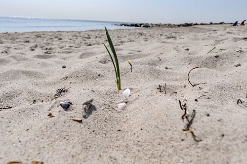 Muscheln und Strandgut am Strand in Thiessow