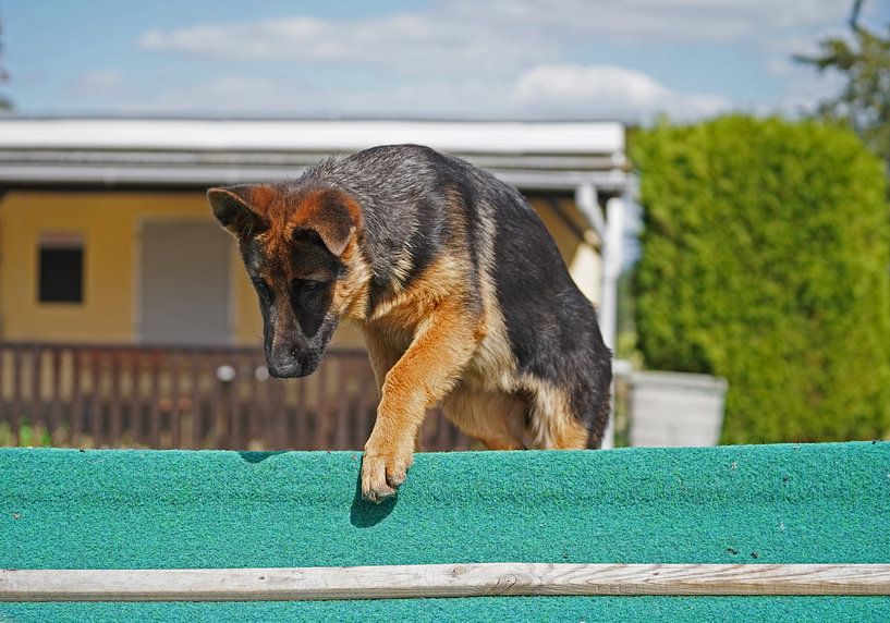 Sheepdog (puppy) on the dog training ground by Babetts Bildergalerie