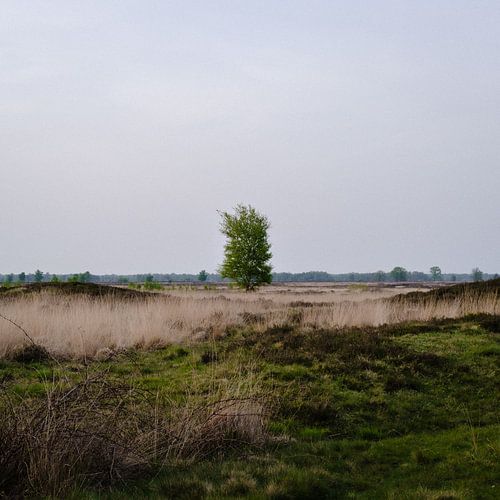 Alleenstaande boom in het Drenthse landschap