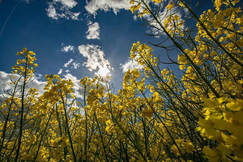 Raps, Rapsblüte auf der Insel Rügen von GH Foto & Artdesign