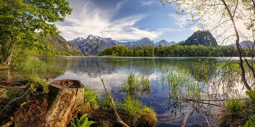 Frühsommer am Almsee von Silvio Schoisswohl