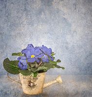 Blaue Primel