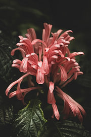 Exotische brasilianische Federblume von Imladris Images