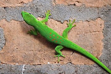 Green gecko on wall in Madagskar sur Marieke Funke