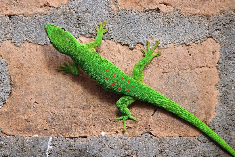 Groene gecko Madagaskar von Marieke Funke