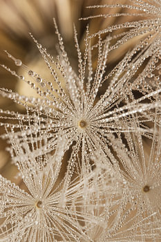 Fragiele stilte in een landelijk detail