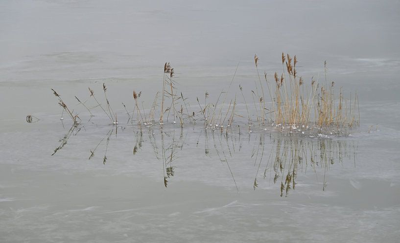 Reed in frozen high water . by Jose Lok