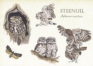 The life of an owl by Jasper de Ruiter thumbnail