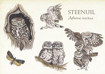 The life of an owl by Jasper de Ruiter