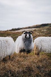 Icelandic sheep in the sober Dutch clay of Texel | Fine Art Nature Photography in the Netherlands by Evelien Lodewijks