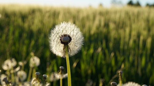 Enorme paardebloem in romantisch warm middagzonlicht voor groene velden panorama natuurgezicht