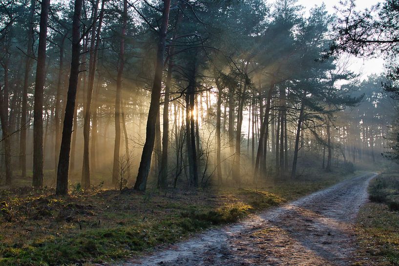 Sonnenstrahlen von Henrico Fotografie