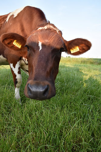 Cow 1266
