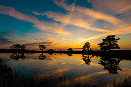 silhouetten van de natuur