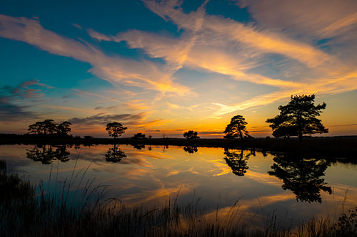 silhouettes de la nature
