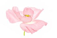 Klaproos roze soft van Tanja van Beuningen thumbnail