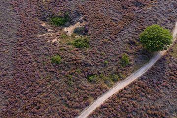 Paarse heide