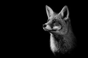 Fuchs in Schwarz und Weiß