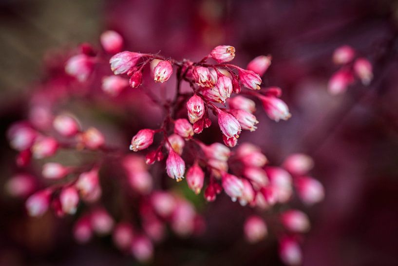 Schildersverdriet by Rob Boon